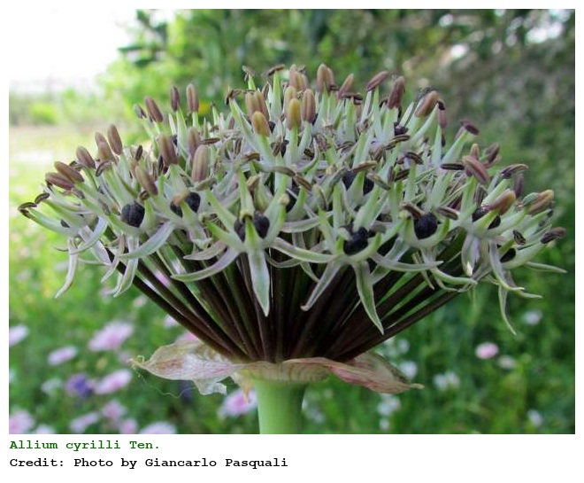 Allium cyrilli Ten.
